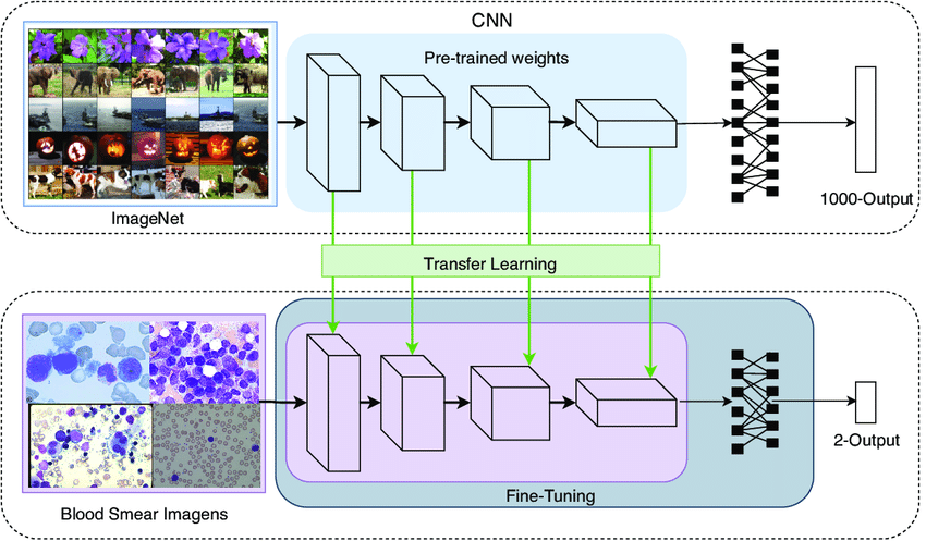 The-transfer-learning-and-fine-tuning-techniques-used-in-the-development-of-the-proposed.png